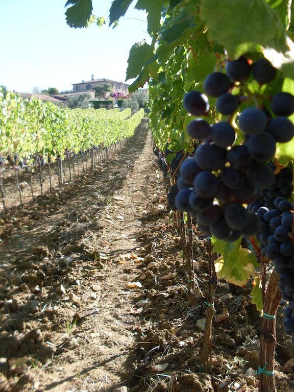 Agriturismo Amina, Winery & Hiking Vagliagli Exterior photo