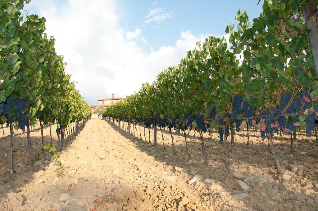 Agriturismo Amina, Winery & Hiking Vagliagli Exterior photo